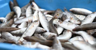 La X Fira des Gerret omplirà Santa Eulària de sabor i tradició