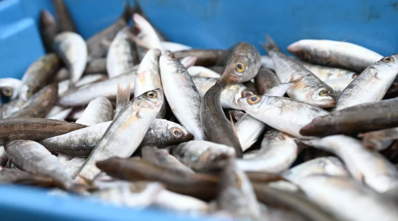 La X Fira des Gerret omplirà Santa Eulària de sabor i tradició