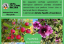 Sortida per reconèixer plantes silvestres comestibles a Santa Margalida
