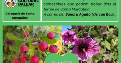 Sortida per reconèixer plantes silvestres comestibles a Santa Margalida