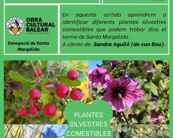 Sortida per reconèixer plantes silvestres comestibles a Santa Margalida
