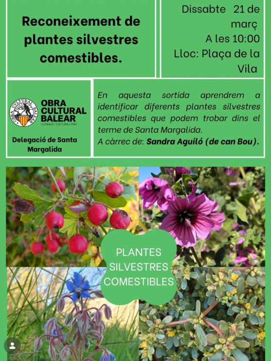 Sortida per reconèixer plantes silvestres comestibles a Santa Margalida