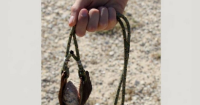 Lloseta acull una jornada de tir de fona per mantenir viva una tradició ancestral