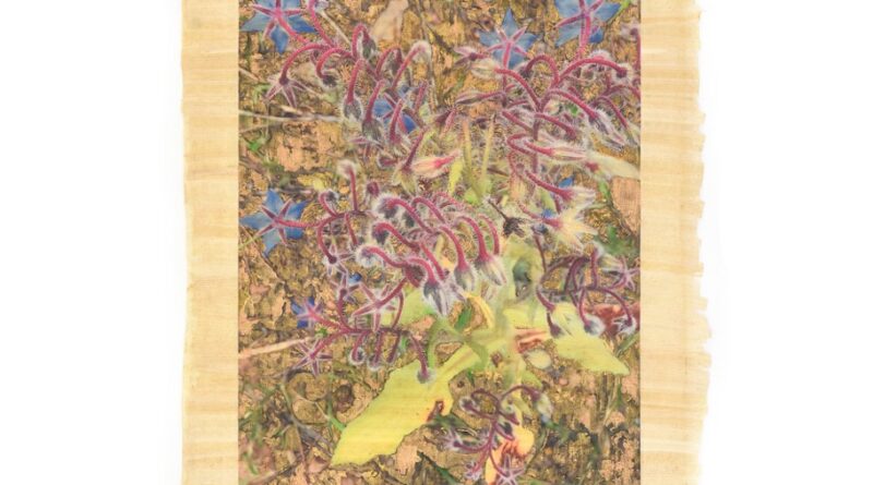 “Ánima”, l’exposició d’Eliana Perinat que connecta art i natura al Far de ses Coves Blanques