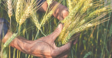 El Museu de Menorca aprofundirà en els orígens de l’agricultura balear amb una nova conferència sobre prehistòria i paisatge agrari