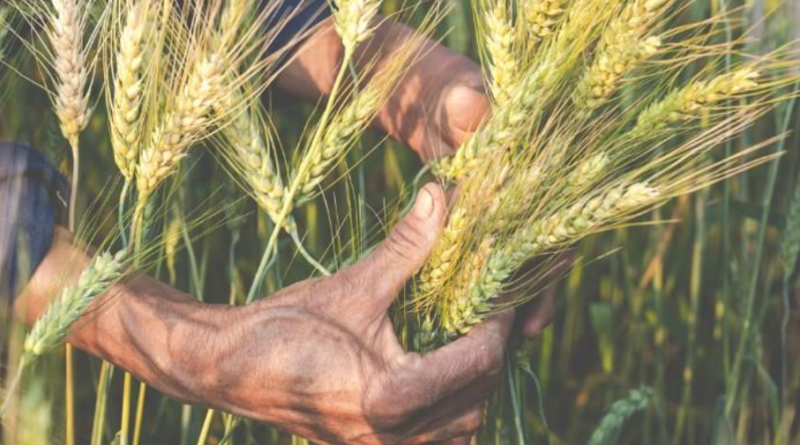 El Museu de Menorca aprofundirà en els orígens de l’agricultura balear amb una nova conferència sobre prehistòria i paisatge agrari
