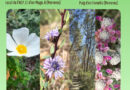 Porreres i Llubí impulsen unes jornades per descobrir la flora del Pla de Mallorca des d’una mirada etnobotànica