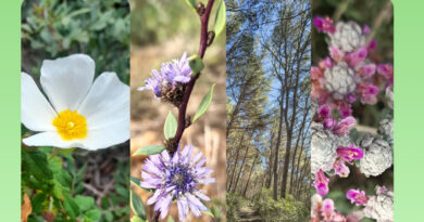 Porreres i Llubí impulsen unes jornades per descobrir la flora del Pla de Mallorca des d’una mirada etnobotànica