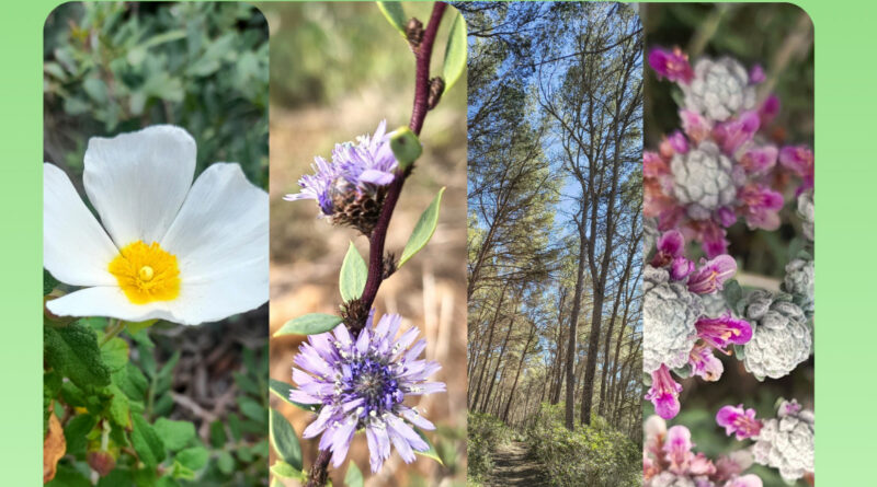 Porreres i Llubí impulsen unes jornades per descobrir la flora del Pla de Mallorca des d’una mirada etnobotànica